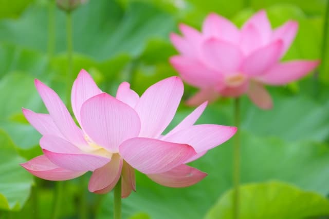 仏壇に飾る花に決まりはあるの？【種類や選び方など仏花について徹底解説】