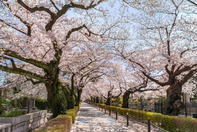 桜並木に包まれた霊園の参道